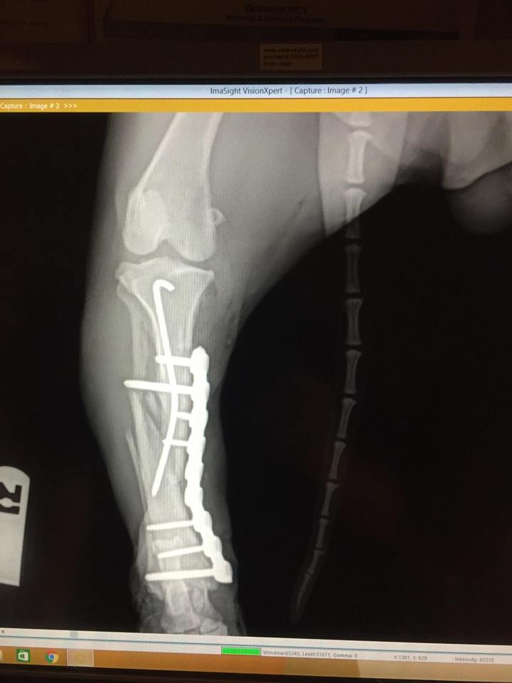 Canine fracture repair