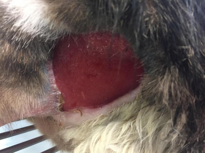 Three weeks of wound treatment and therapy